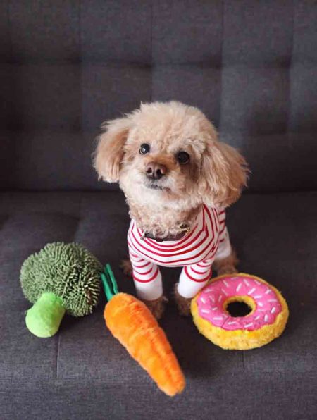 TRUCS ET CONSEILS POUR CHIEN, BLOGUE, Länkē