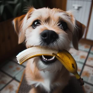 bananes, Est-ce que les bananes sont bonnes pour les chiens ?, Länkē