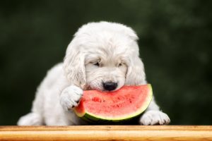 melon d'eau, Est-ce que le melon d&rsquo;eau est bon pour le chien ?, Länkē